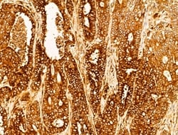 Invitrogen P4HA1 Polyclonal Antibody 100 &mu;L; Unconjugated:Antibodies,