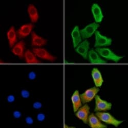 Invitrogen Viperin Polyclonal Antibody 100 &mu;L; Unconjugated:Antibodies,