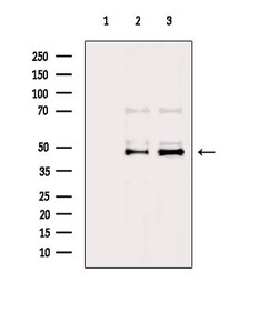 Invitrogen Viperin Polyclonal Antibody 100 &mu;L; Unconjugated:Antibodies,