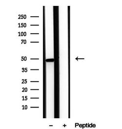Invitrogen Viperin Polyclonal Antibody 100 &mu;L; Unconjugated:Antibodies,