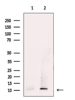SRP9 Polyclonal Antibody 100 &mu;L | Buy Online | Invitrogen | Fisher Scientific