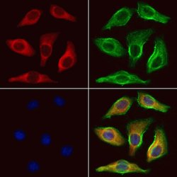 Invitrogen UQCRFS1 Polyclonal Antibody 100 &mu;L; Unconjugated:Antibodies,