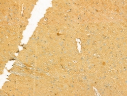 Invitrogen UQCRFS1 Polyclonal Antibody 100 &mu;L; Unconjugated:Antibodies,
