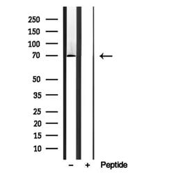 Invitrogen BBS7 Polyclonal Antibody 100 &mu;L; Unconjugated:Antibodies,