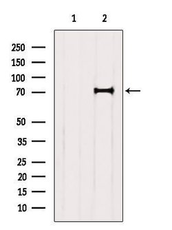 Invitrogen BBS7 Polyclonal Antibody 100 &mu;L; Unconjugated:Antibodies,