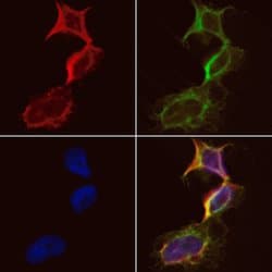 Invitrogen CKMT1A Polyclonal Antibody 100 μL; Unconjugated:Antibodies,