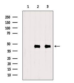 Invitrogen CKMT1A Polyclonal Antibody 100 μL; Unconjugated:Antibodies,