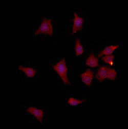 Invitrogen FAM96B Polyclonal Antibody 100 μL; Unconjugated:Antibodies,