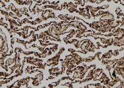 Invitrogen FAM96B Polyclonal Antibody 100 μL; Unconjugated:Antibodies,