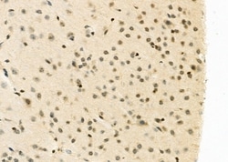 Invitrogen FAM96B Polyclonal Antibody 100 μL; Unconjugated:Antibodies,