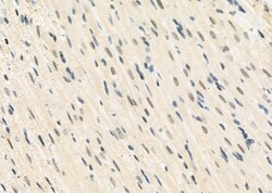 Invitrogen FAM96B Polyclonal Antibody 100 μL; Unconjugated:Antibodies,