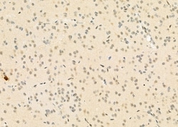 Invitrogen FAM96B Polyclonal Antibody 100 μL; Unconjugated:Antibodies,
