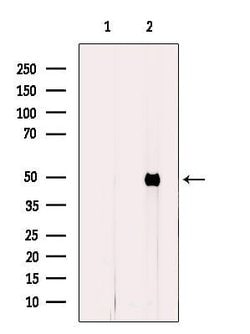 Invitrogen FECH Polyclonal Antibody 100 &mu;L; Unconjugated:Antibodies,