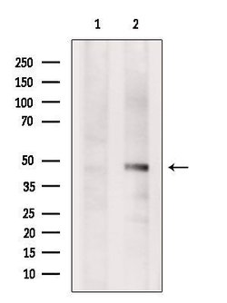 Invitrogen FECH Polyclonal Antibody 100 &mu;L; Unconjugated:Antibodies,