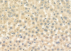 Invitrogen LAMTOR5 Polyclonal Antibody 100 &mu;L; Unconjugated:Antibodies,