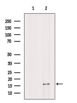 Invitrogen HBE1 Polyclonal Antibody 100 &mu;L; Unconjugated:Antibodies,