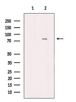 Invitrogen KIFC3 Polyclonal Antibody 100 μL; Unconjugated:Antibodies,