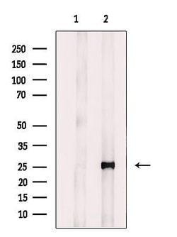 Invitrogen MAD2L2 Polyclonal Antibody 100 &mu;L; Unconjugated:Antibodies,