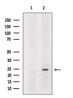 Invitrogen MAD2L2 Polyclonal Antibody 100 &mu;L; Unconjugated:Antibodies,