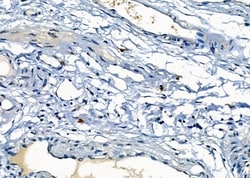 Invitrogen Mast Cell Chymase Polyclonal Antibody 100 &mu;L; Unconjugated:Antibodies,
