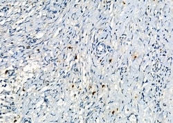 Invitrogen Mast Cell Chymase Polyclonal Antibody 100 &mu;L; Unconjugated:Antibodies,