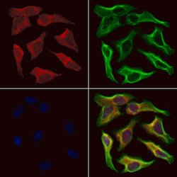 Invitrogen NDUFB11 Polyclonal Antibody 100 μL; Unconjugated:Antibodies,
