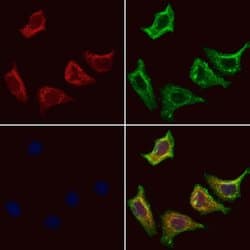 Invitrogen NDUFS7 Polyclonal Antibody 100 &mu;L; Unconjugated:Antibodies,