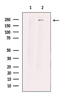 Invitrogen PRP8 Polyclonal Antibody 100 &mu;L; Unconjugated:Antibodies,