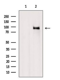 Invitrogen RASGRP3 Polyclonal Antibody 100 μL; Unconjugated:Antibodies,