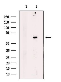 Invitrogen SACM1L Polyclonal Antibody 100 &mu;L; Unconjugated:Antibodies,