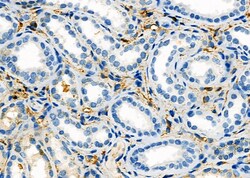 Invitrogen SLC38A3 Polyclonal Antibody 100 &mu;L | Buy Online | Invitrogen&trade; | Fisher Scientific