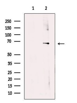 Invitrogen SLC38A3 Polyclonal Antibody 100 &mu;L | Buy Online | Invitrogen&trade; | Fisher Scientific