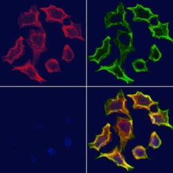 Invitrogen STX16 Polyclonal Antibody 100 μL; Unconjugated:Antibodies,