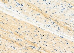 Invitrogen STX16 Polyclonal Antibody 100 μL; Unconjugated:Antibodies,