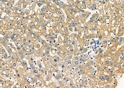 Invitrogen STX16 Polyclonal Antibody 100 μL; Unconjugated:Antibodies,