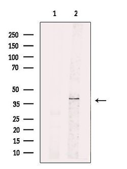 Invitrogen STX16 Polyclonal Antibody 100 μL; Unconjugated:Antibodies,