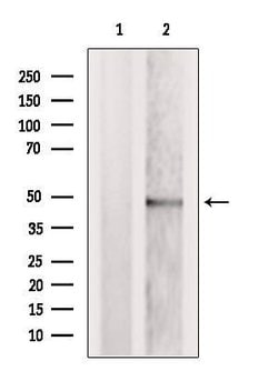 Invitrogen TRBP Polyclonal Antibody 100 &mu;L; Unconjugated:Antibodies,