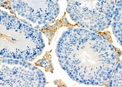 Invitrogen UQCRC2 Polyclonal Antibody 100 &mu;L; Unconjugated:Antibodies,
