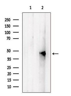 Invitrogen UQCRC2 Polyclonal Antibody 100 &mu;L; Unconjugated:Antibodies,