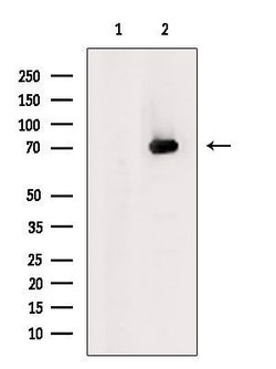 Invitrogen SLC22A12 Polyclonal Antibody 100 &mu;L | Buy Online | Invitrogen&trade; | Fisher Scientific