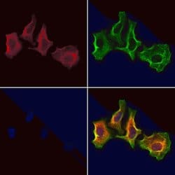 Invitrogen WBP2NL Polyclonal Antibody 100 μL; Unconjugated:Antibodies,