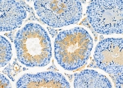 Invitrogen WBP2NL Polyclonal Antibody 100 μL; Unconjugated:Antibodies,