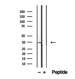 Invitrogen WBP2NL Polyclonal Antibody 100 μL; Unconjugated:Antibodies,