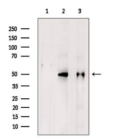 Invitrogen WBP2NL Polyclonal Antibody 100 μL; Unconjugated:Antibodies,
