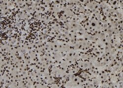 Invitrogen ZC3HAV1 Polyclonal Antibody 100 &mu;L; Unconjugated:Antibodies,