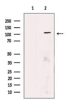 Invitrogen ZC3HAV1 Polyclonal Antibody 100 &mu;L; Unconjugated:Antibodies,