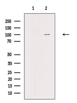 AP2A1 Polyclonal Antibody:Antibodies, Polyclonal