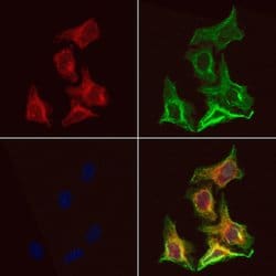 Invitrogen ALP Polyclonal Antibody 100 &mu;L; Unconjugated:Antibodies,