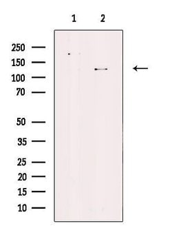 Invitrogen ATP8A1 Polyclonal Antibody 100 μL; Unconjugated:Antibodies,
