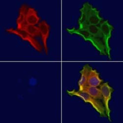 Invitrogen CHCHD4 Polyclonal Antibody 100 &mu;L; Unconjugated:Antibodies,